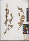 Foto von Salix caprea L.